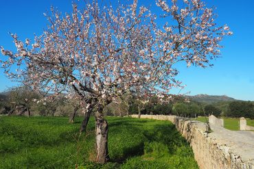 Mallorca Mandelblüte