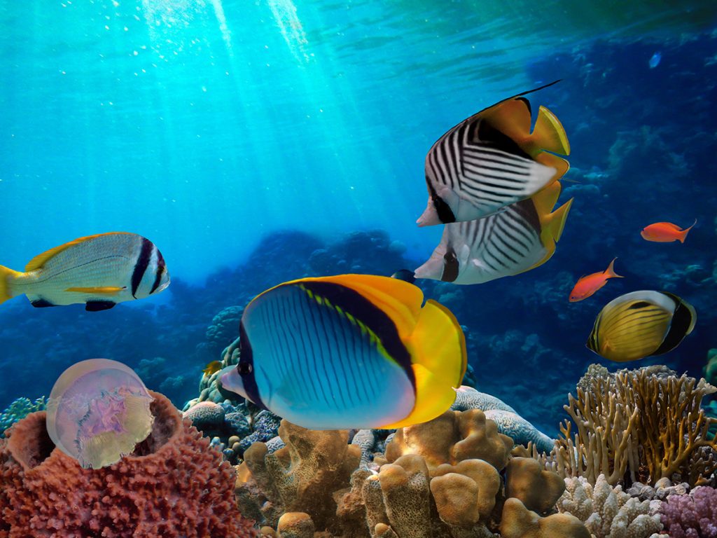 Malediven Unterwasserwelt